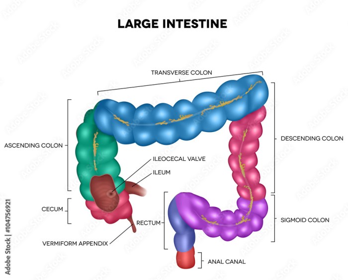 Part of small intestine crossword