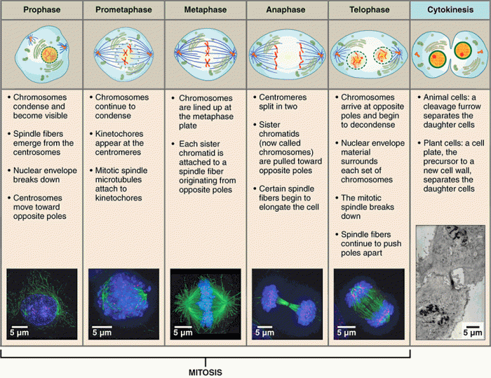 Mitosis and cell cycle word scramble