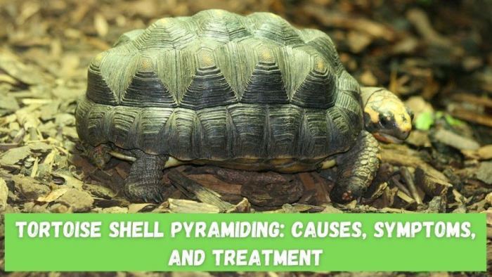 Pyramiding turtle shell dome without symptoms signs smooth healthy note credit