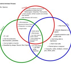 Viruses bacteria venn diagram