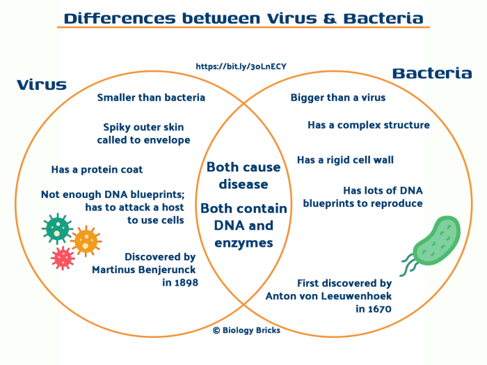 Venn diagram of bacteria and viruses