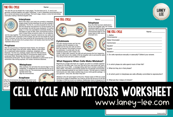 Mitosis and cell cycle word scramble