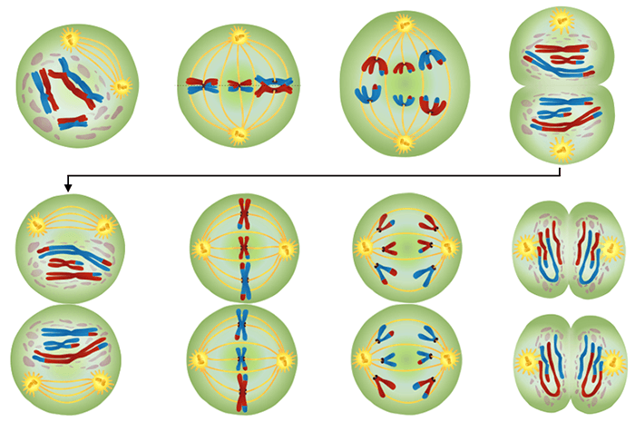 Phases of meiosis answer key