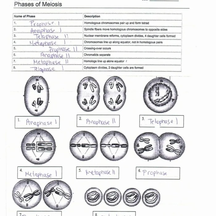 Phases of meiosis answer key