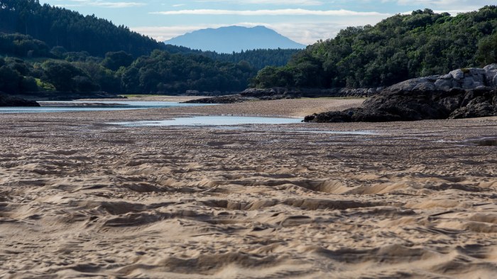 Drowned river valley resembling the structure of a tree