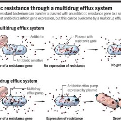 Antibiotic resistance can we ever win answer key