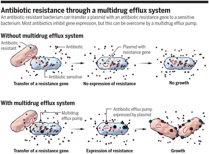 Antibiotic resistance can we ever win answer key