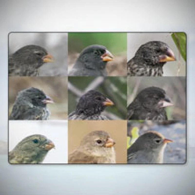 Sorting finch species click and learn answer key