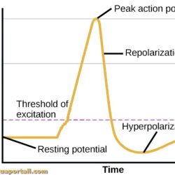 Potential cardiac action heart muscle electrical activity physiology skeletal calcium ions membrane anatomy contractile vs phase plateau cells influx refractory