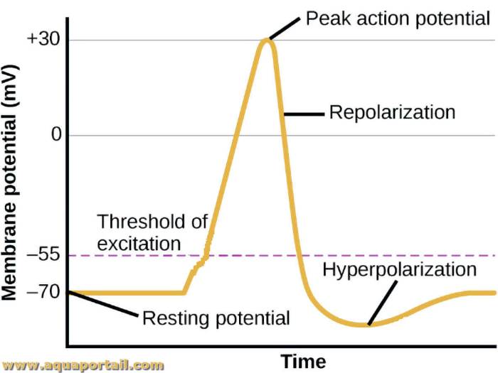 Potential cardiac action heart muscle electrical activity physiology skeletal calcium ions membrane anatomy contractile vs phase plateau cells influx refractory