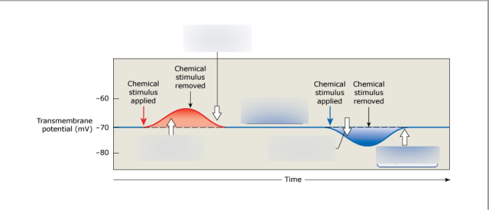 Drag the labels to identify depolarization repolarization and hyperpolarization