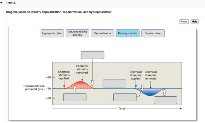 Drag the labels to identify depolarization repolarization and hyperpolarization